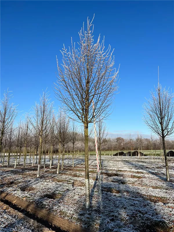 Tilia platyphyllos 'Rubra'