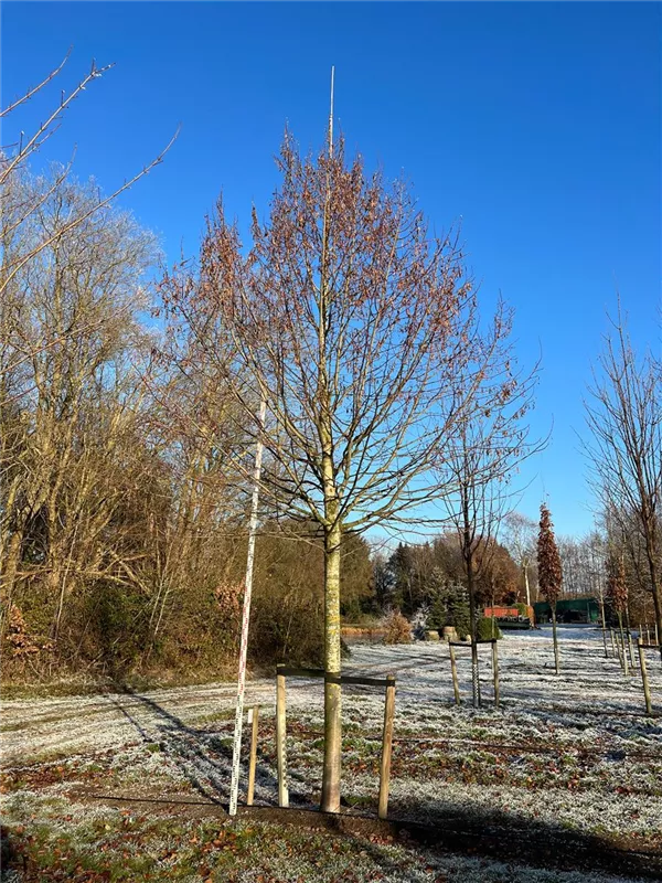 Tilia platyphyllos 'Rubra'