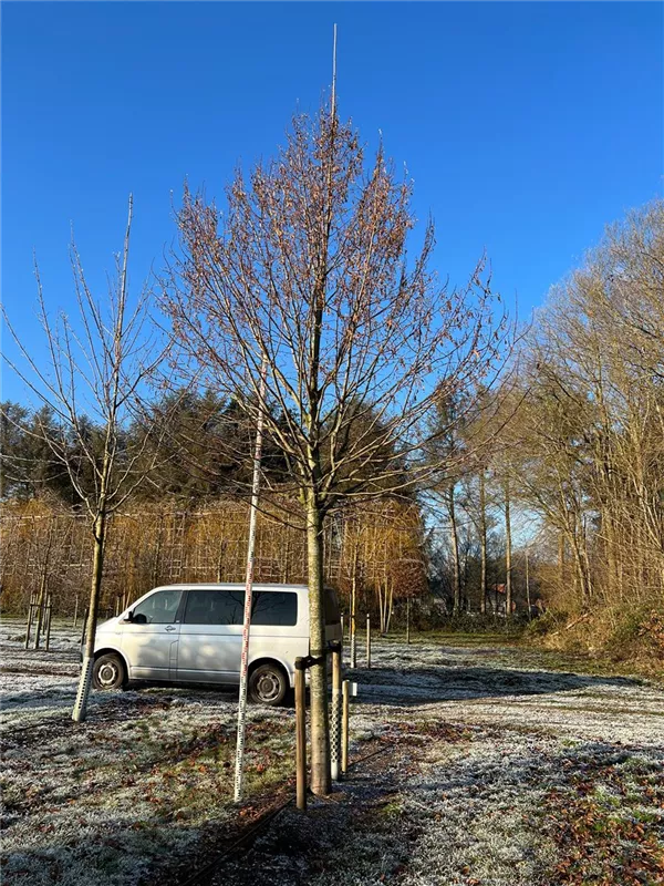 Tilia platyphyllos 'Rubra'