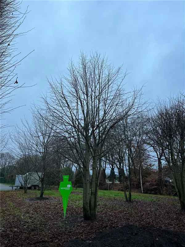 Tilia cordata