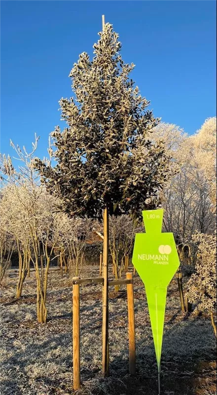 Ilex mutchagara 'Nellie R.Stevens'