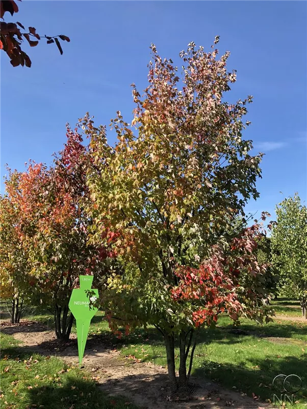 Acer rubrum