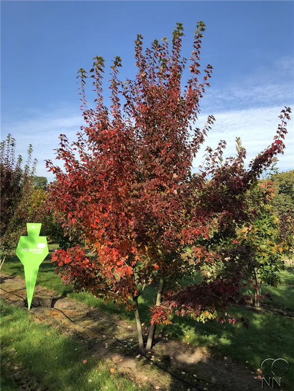 Acer rubrum 'October Glory'