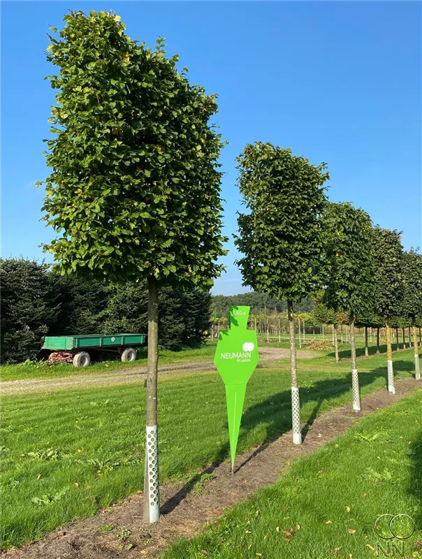 Carpinus betulus