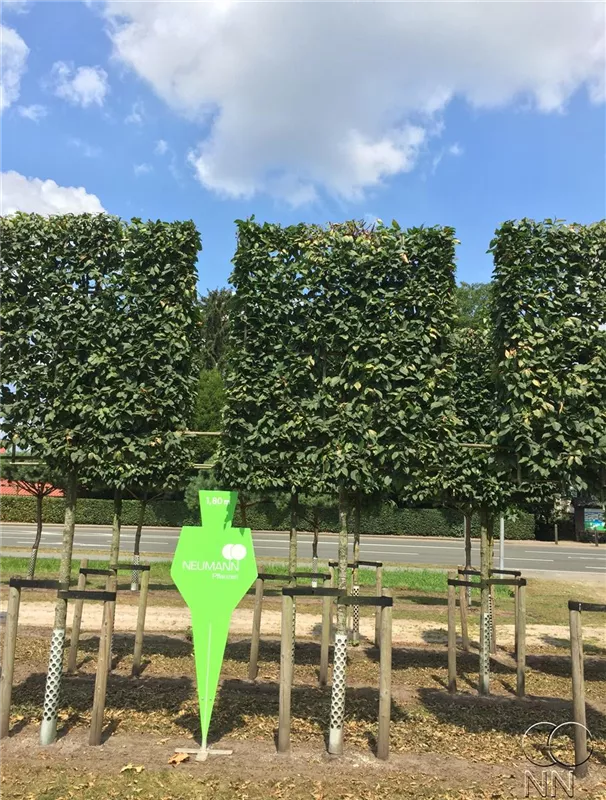 Carpinus betulus