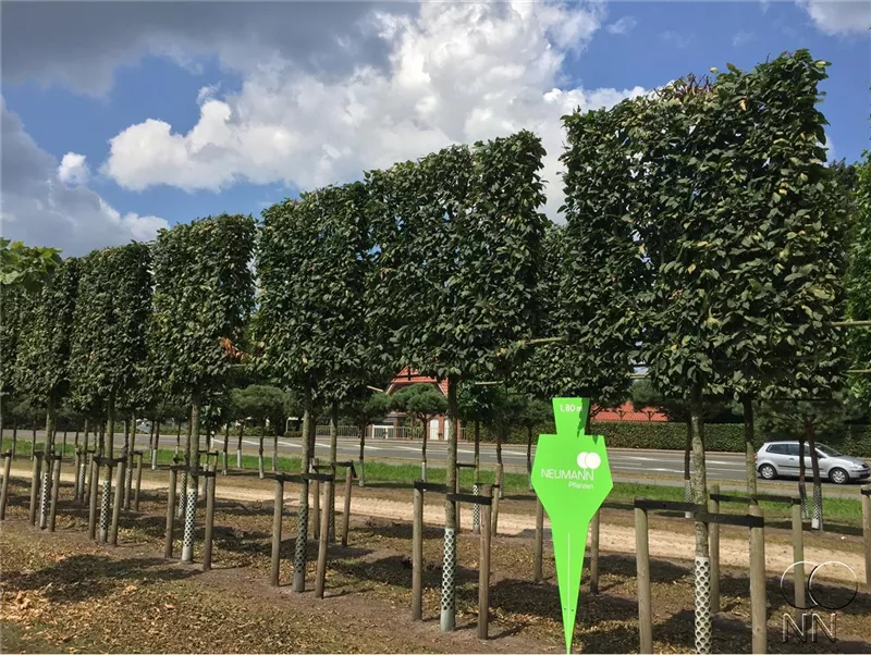 Carpinus betulus