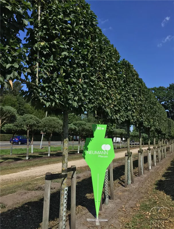 Carpinus betulus