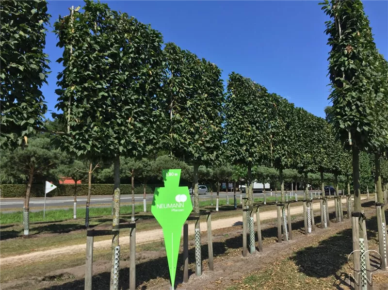 Carpinus betulus