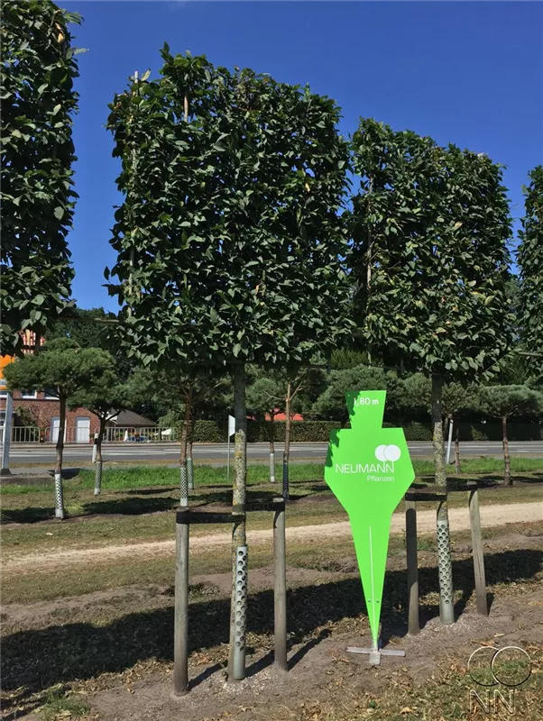 Carpinus betulus