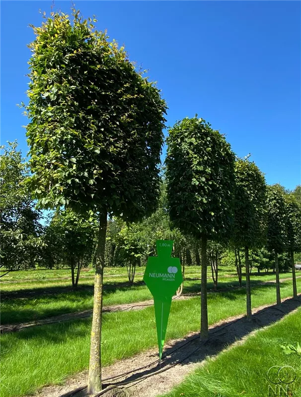 Carpinus betulus