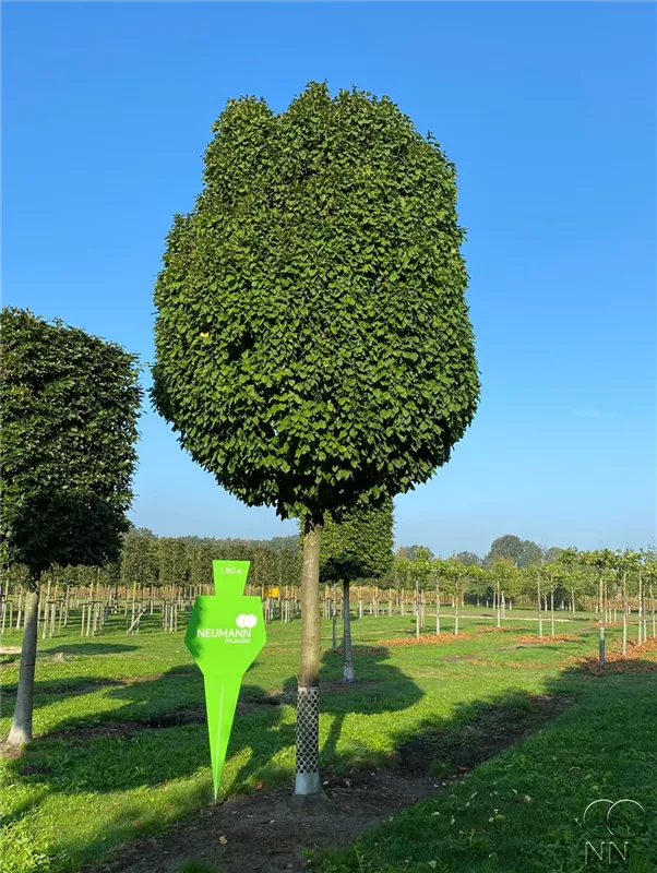 Carpinus betulus 'Fastigiata Monument'