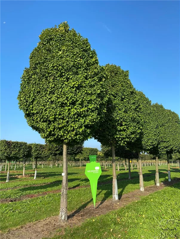 Carpinus betulus 'Fastigiata Monument'