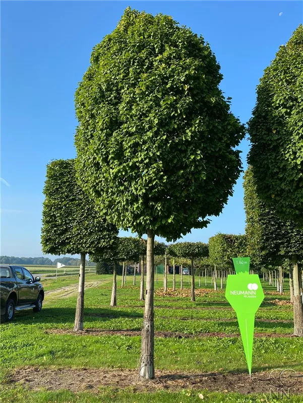 Carpinus betulus 'Fastigiata Monument'