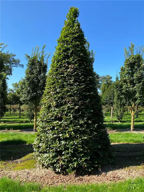 Fagus sylvatica