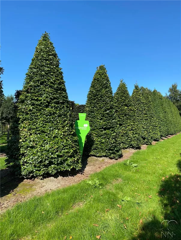 Fagus sylvatica