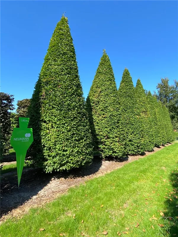 Fagus sylvatica
