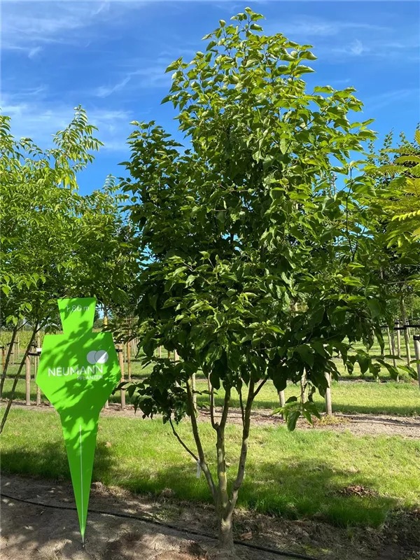 Juglans regia