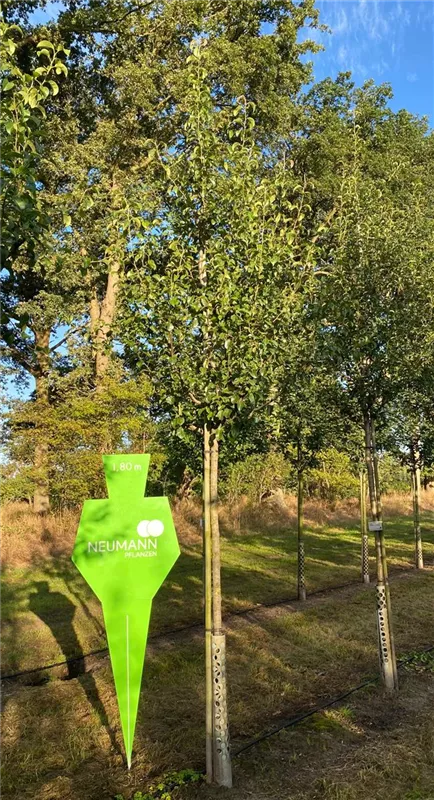 Pyrus com.'Gräfin von Paris' CAC