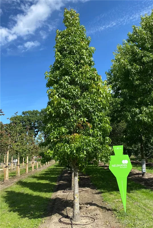 Liquidambar styraciflua 'Palo Alto'