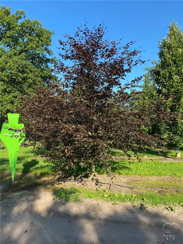 Fagus sylvatica 'Swat Magret'