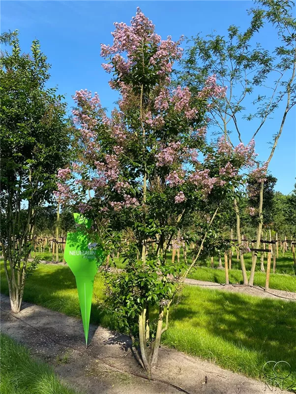 Lagerstroemia indica 'Muskogee'