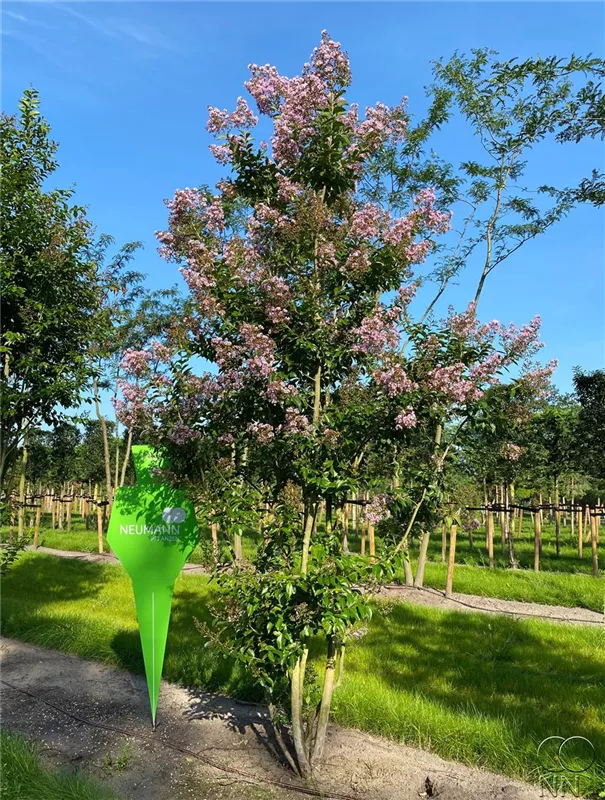 Lagerstroemia indica 'Muskogee'