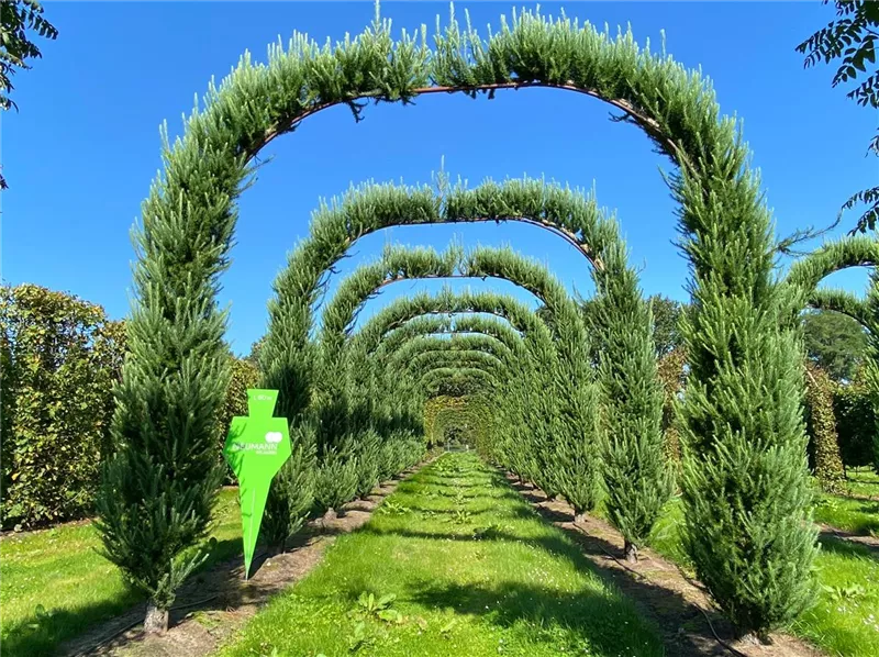 Larix kaempferi 'Jakobsen's Pyramid'