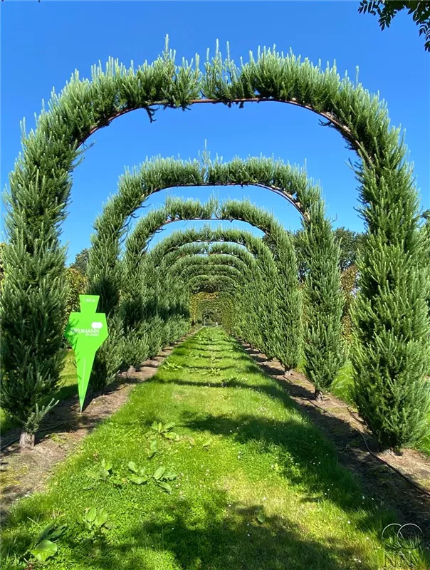 Larix kaempferi 'Jakobsen's Pyramid'