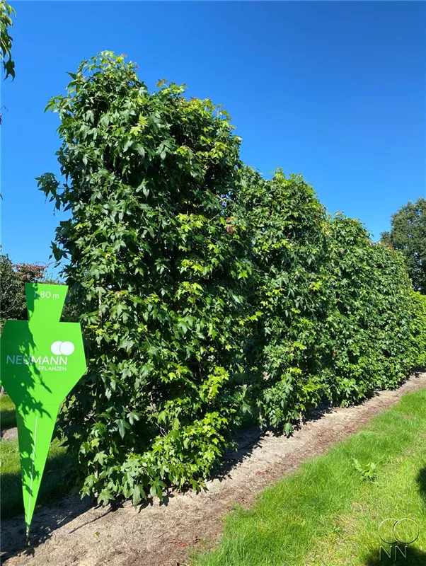 Liquidambar styraciflua