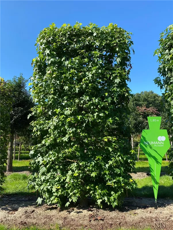 Liquidambar styraciflua