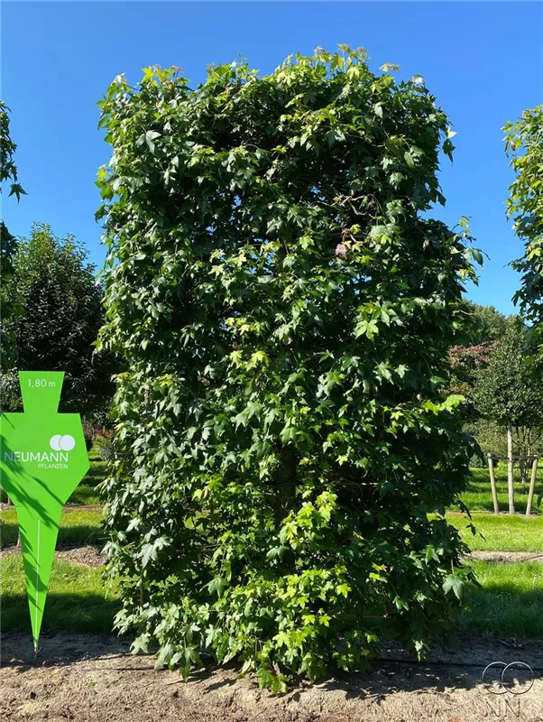 Liquidambar styraciflua