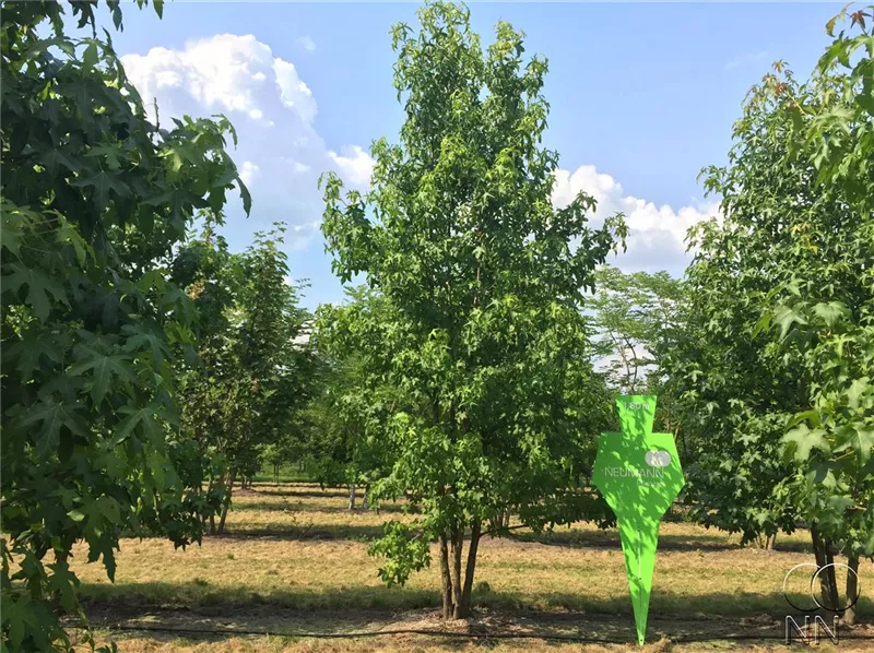 Liquidambar styraciflua