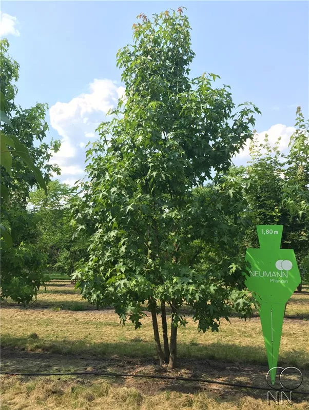 Liquidambar styraciflua