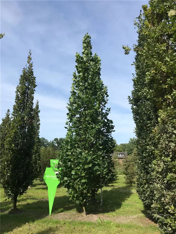 Liriodendron tulipifera 'Fastigiatum'