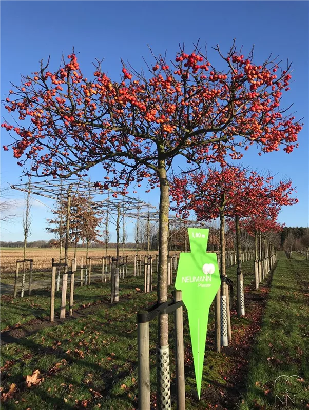 Malus 'Evereste' -R-
