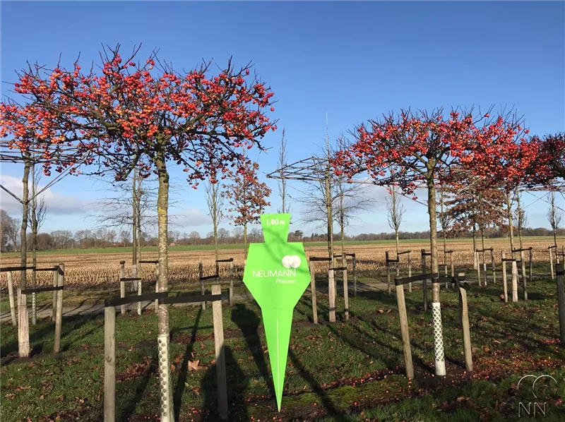 Malus 'Evereste' -R-
