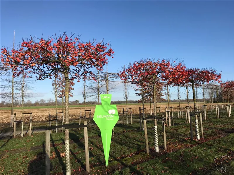 Malus 'Evereste' -R-