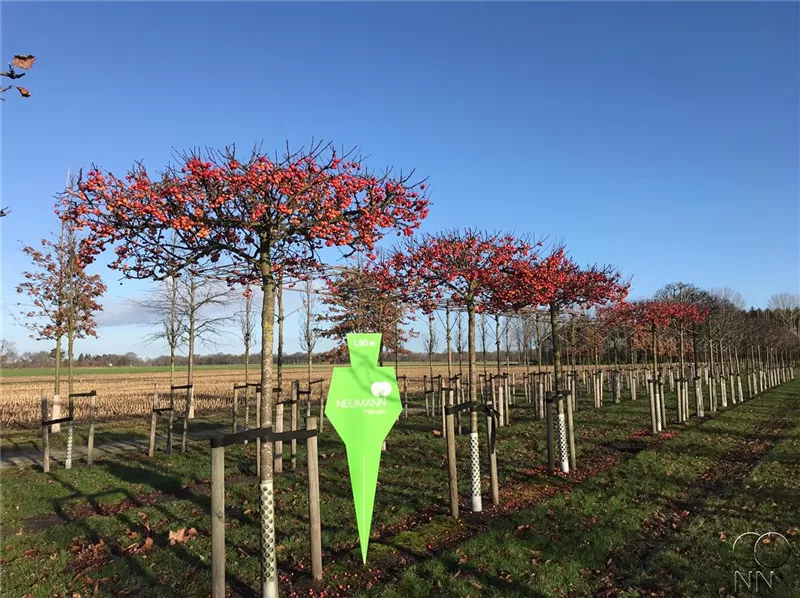 Malus 'Evereste' -R-