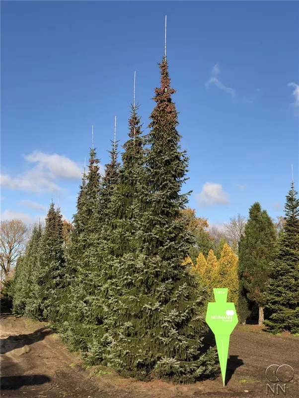 Picea omorika