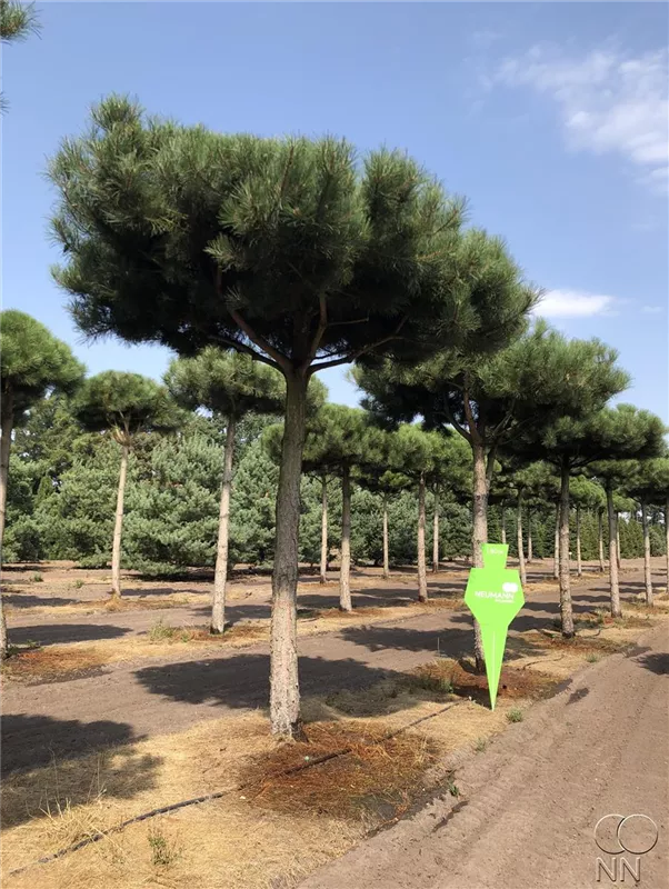Pinus nigra ssp.nigra