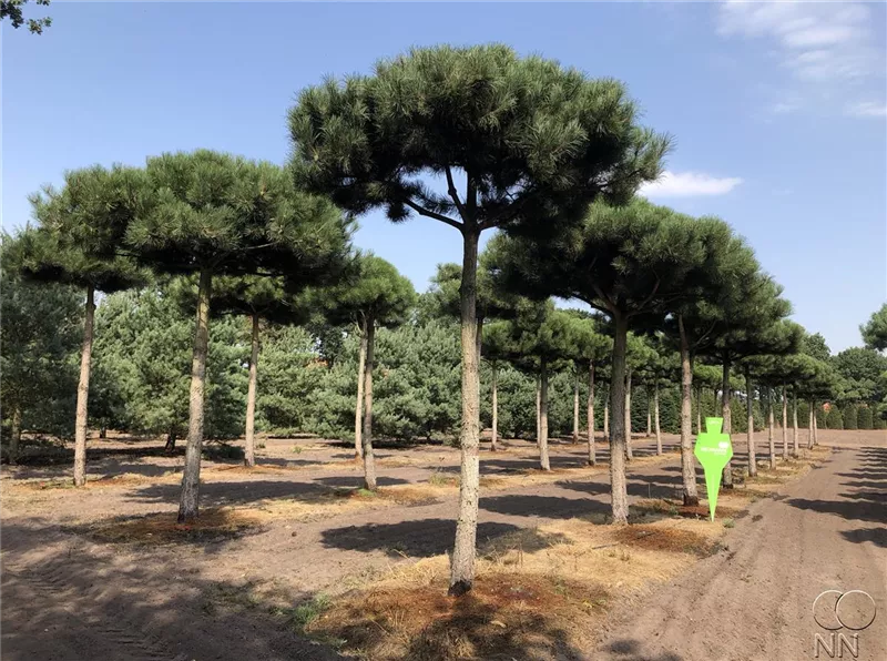 Pinus nigra ssp.nigra