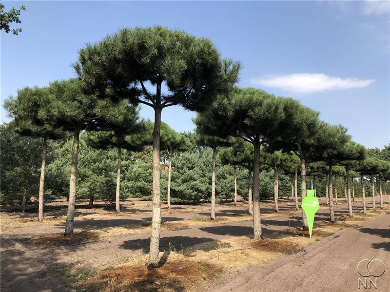 Pinus nigra ssp.nigra