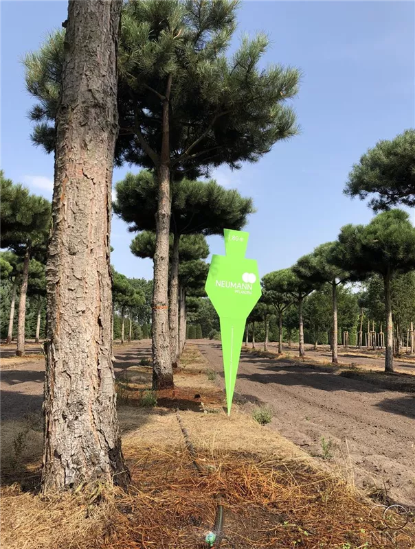 Pinus nigra ssp.nigra