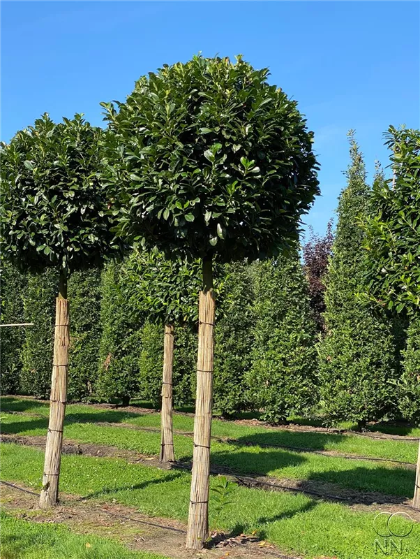 Prunus lauroc.'Etna' -R-