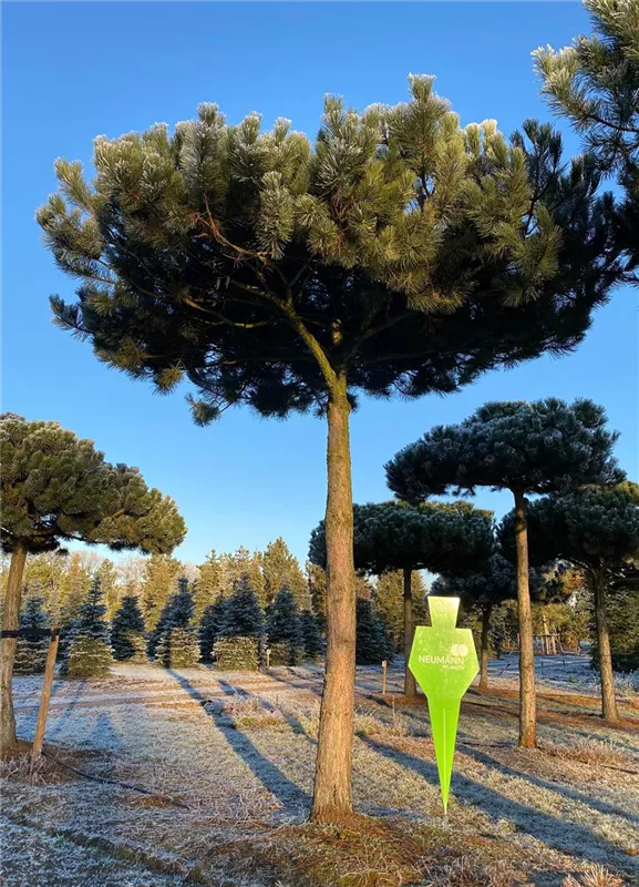 Pinus nigra ssp.nigra