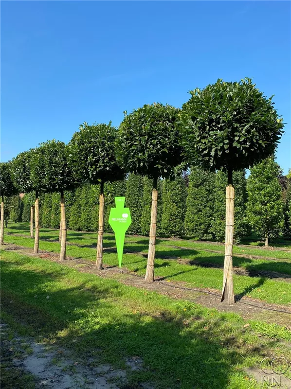 Prunus lauroc.'Etna' -R-