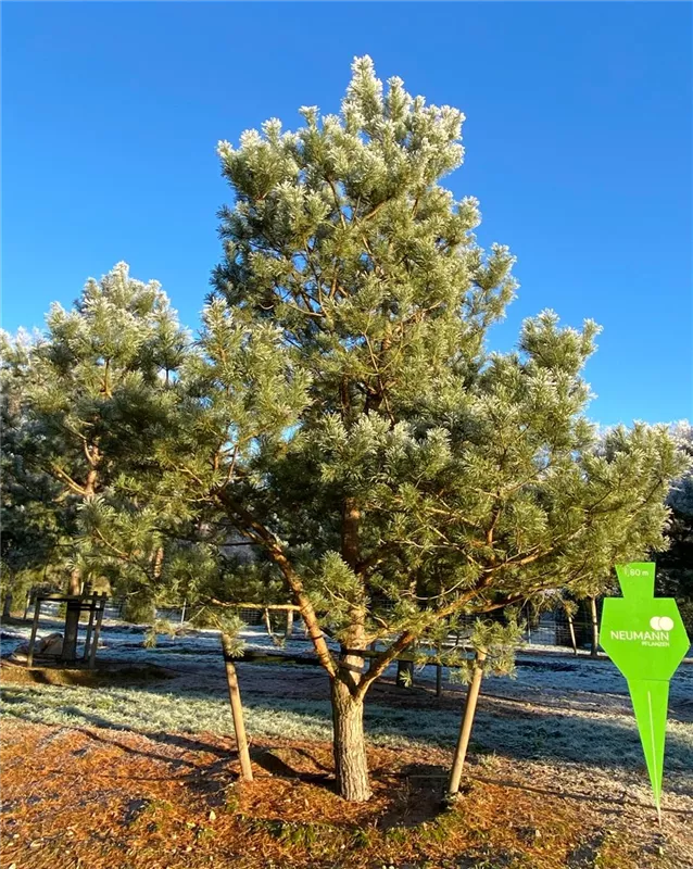 Pinus sylvestris