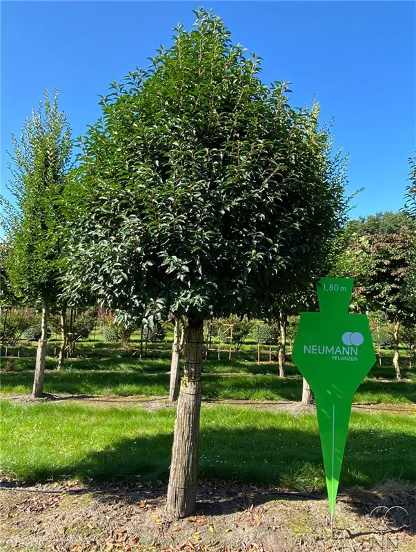 Prunus lusitanica 'Angustifolia'