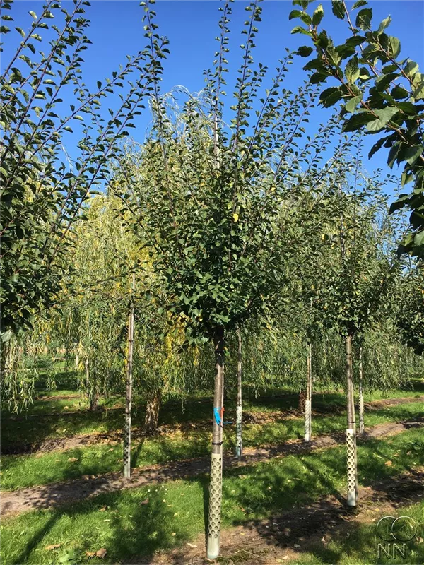 Pyrus communis i.S. CAC