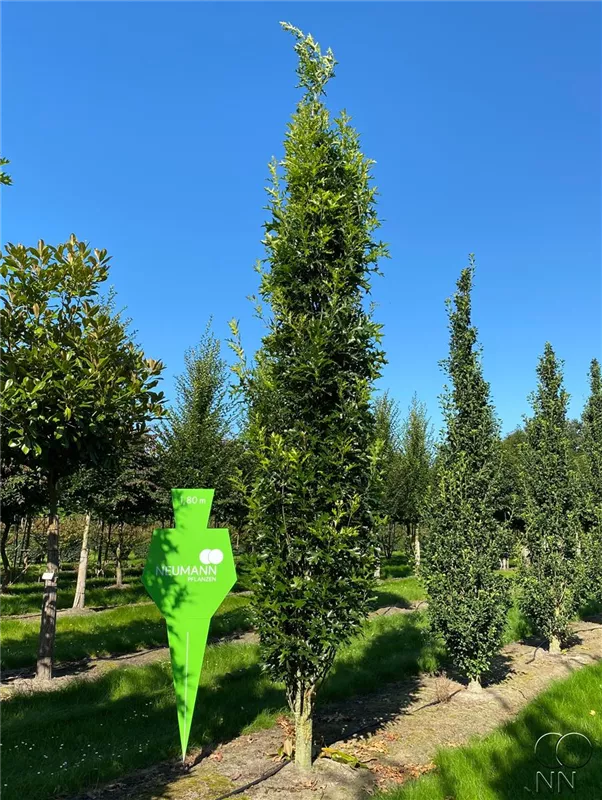 Quercus palustris 'Green Pillar' -R-